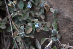 Rungia repens